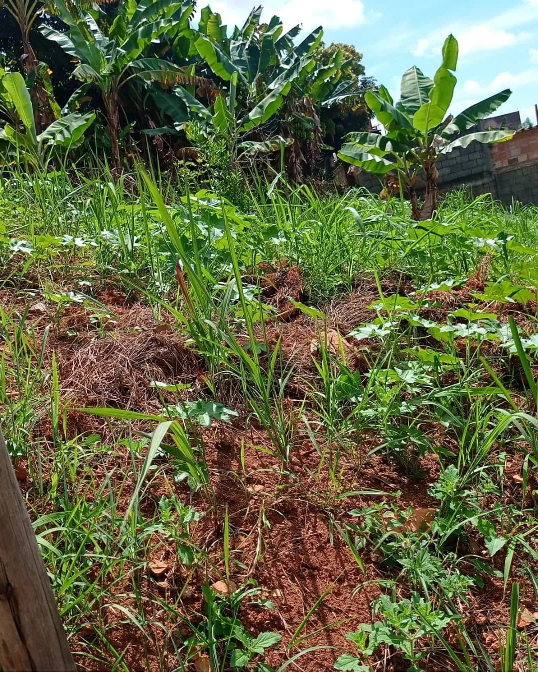 Lote para Venda — foto 1